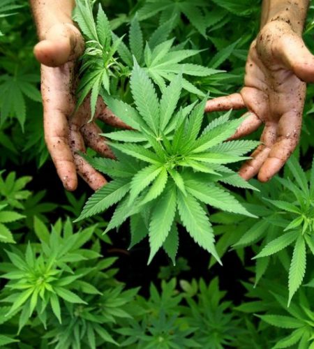 ARCHIV - Hanf-Pflanzen einer Cannabis-Plantage in Israel, aufgenommen am 31.08.2010. An einem geheimem Ort ist in Australien die erste legale Marihuana-Farm an den Start gegangen. Dort sollen Hanfpflanzen für medizinische Zwecke angebaut werden.  Foto: EPA/ABIR SULTAN ISRAEL OUT   (zu dpa «Regierung will Weg für staatlichen Cannabis-Anbau freimachen» vom 04.05.2016) +++(c) dpa - Bildfunk+++ | Verwendung weltweit